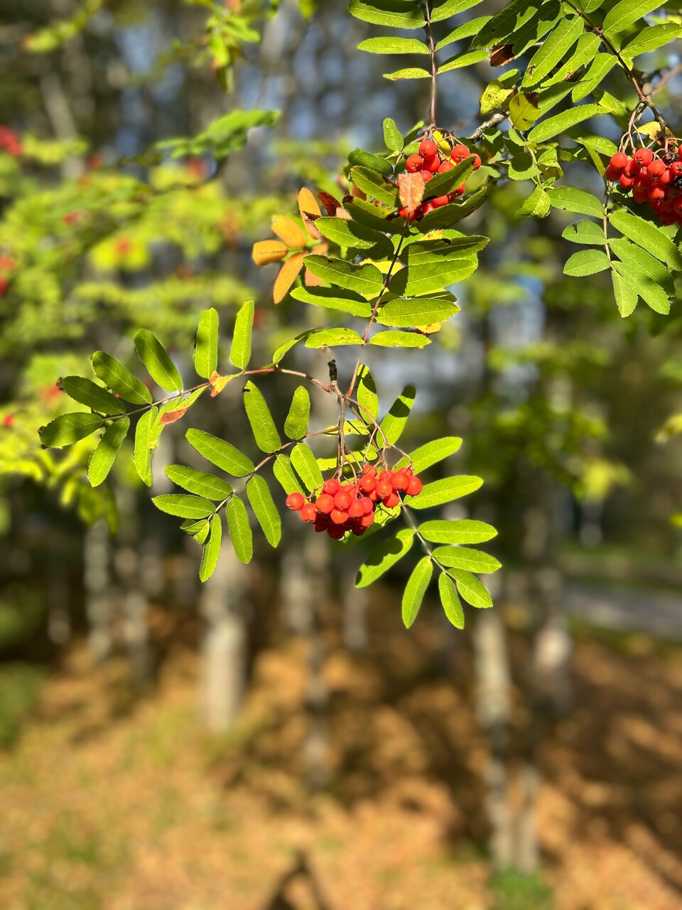 Гостиница Онега Васкелово-153
