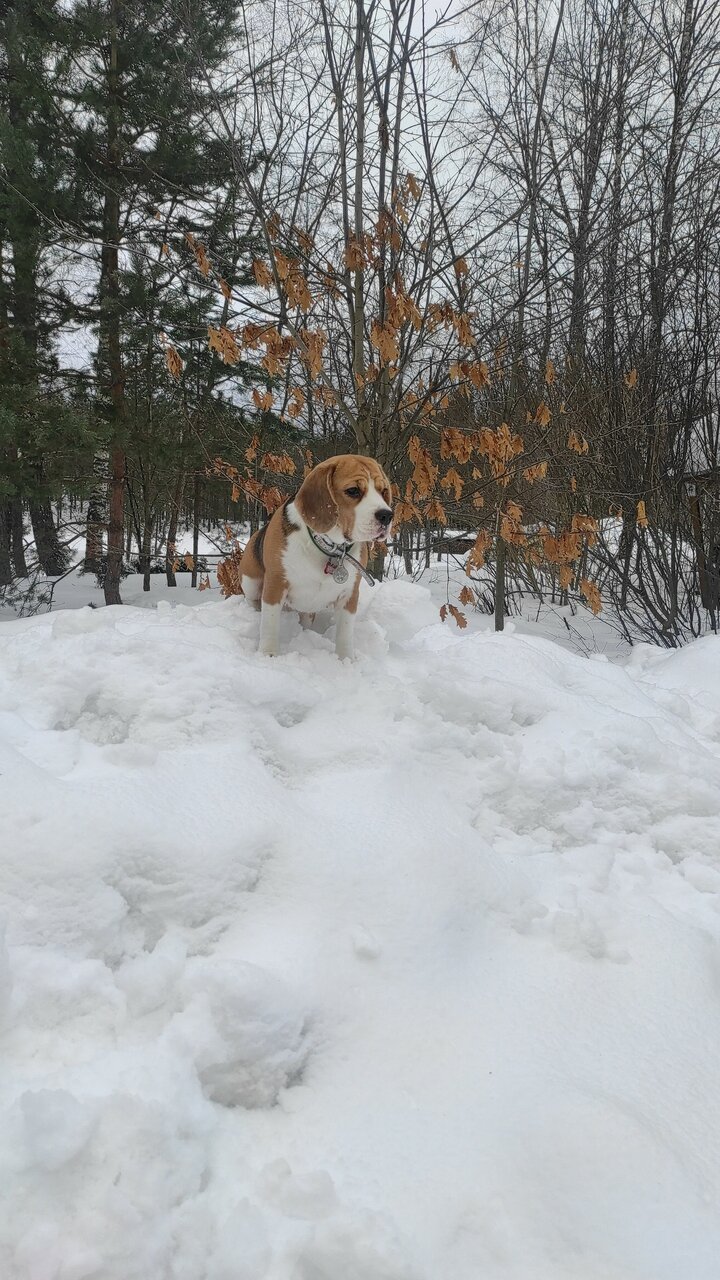Гостиница Онега Васкелово-208