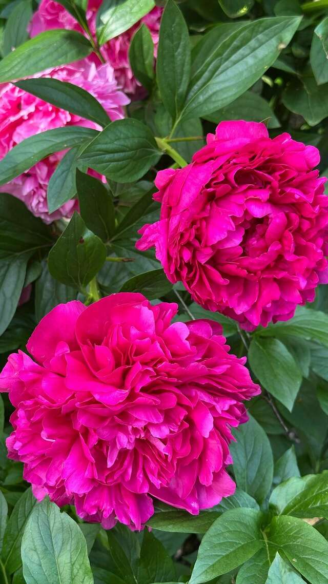 Гостиница Онега Васкелово-202