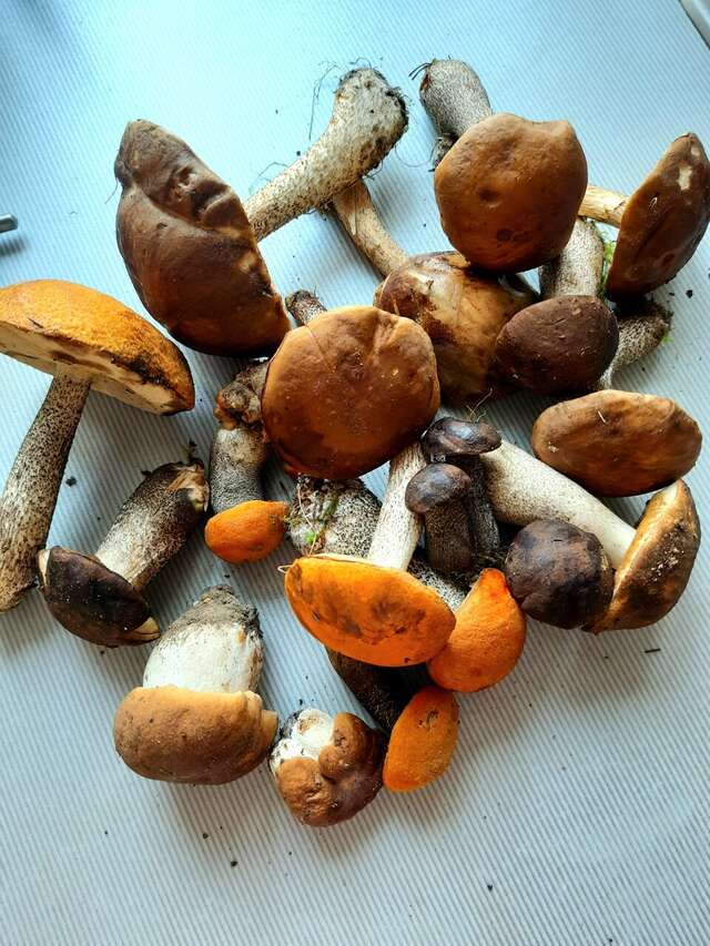 Гостиница Онега Васкелово-177