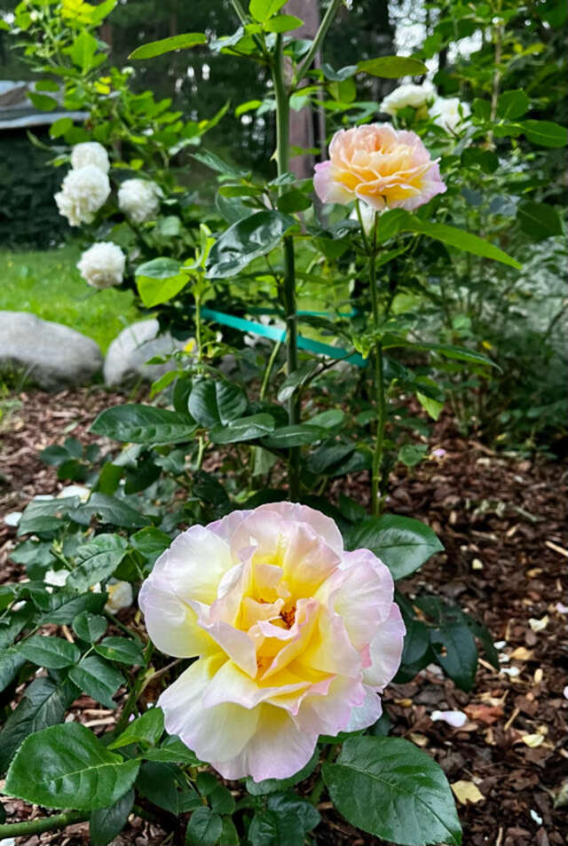 Гостиница Онега Васкелово-164