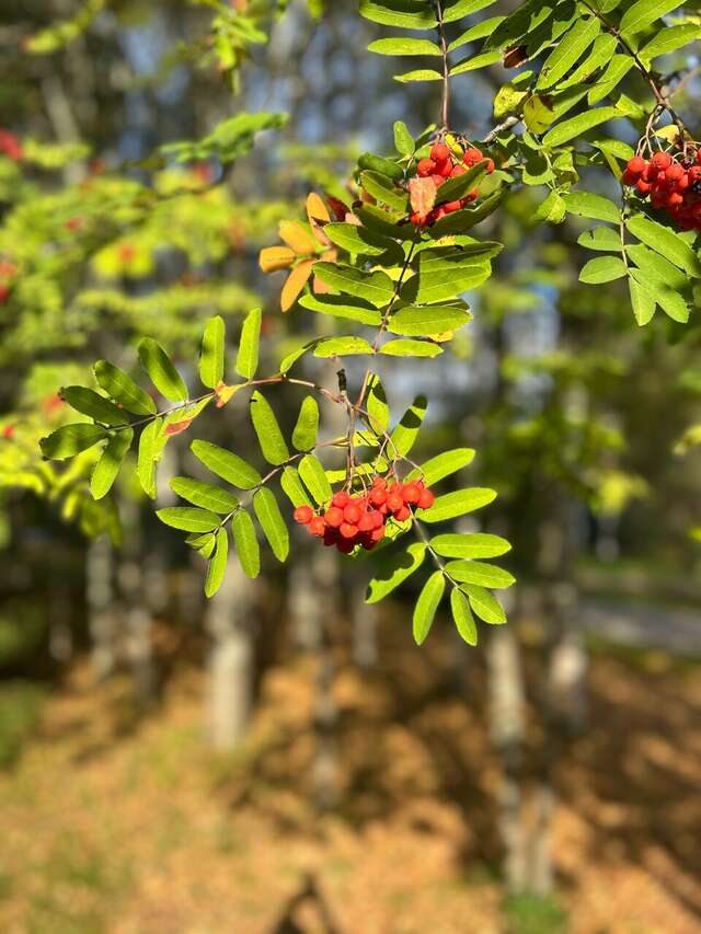 Гостиница Онега Васкелово-152
